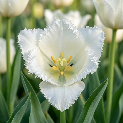 Tulip 'Daytona' Seeds for Planting