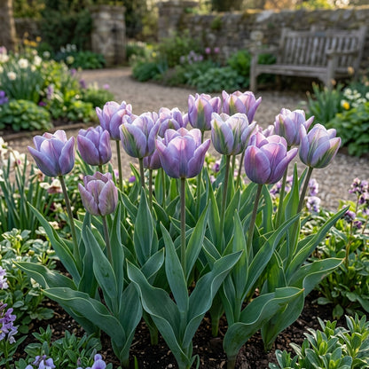 Tulip Artist Bluestone Flower Seeds for Spring Garden Planting