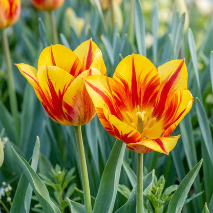 Portal Cool Yellow and Red Tulip Seeds for Garden Planting