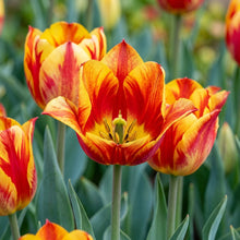 Portal Cool Yellow and Red Tulip Seeds for Garden Planting