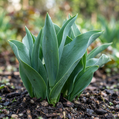 Perennial Tulip Flower Seeds - Tulip Flower Seeds for Garden