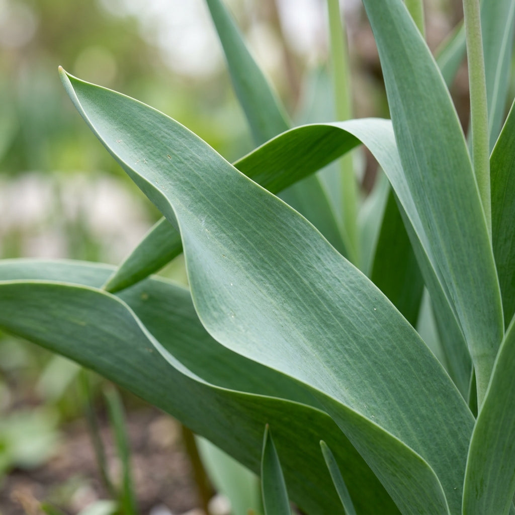 Tulip Annie Schilder Flower Seeds for Spring Garden Planting