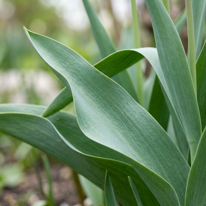 Tulip Annie Schilder Flower Seeds for Spring Garden Planting