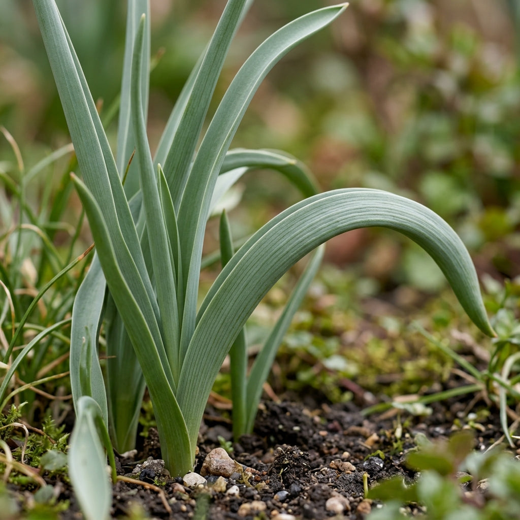 Tulipa Urumiensis Flower Seeds for Garden Planting