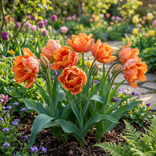 Tulip Avignon Parrot Flower Seeds For Planting