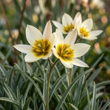 Tulipa Bifloriformis Flower Seeds for Garden Planting