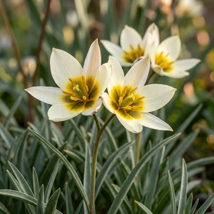 Tulipa Bifloriformis Flower Seeds for Garden Planting
