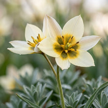 Tulipa Bifloriformis Flower Seeds for Garden Planting