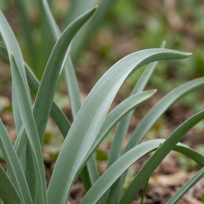 Tulipa Bifloriformis Flower Seeds for Garden Planting