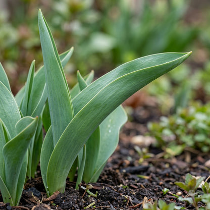 Mixed Tulip Flower Seeds - Tulip Flower Seeds for Garden