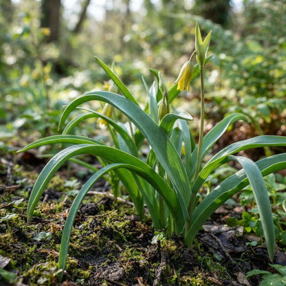 Tulip Sylvestris Flower Seeds - Wild Tulip Flower Seeds for Garden