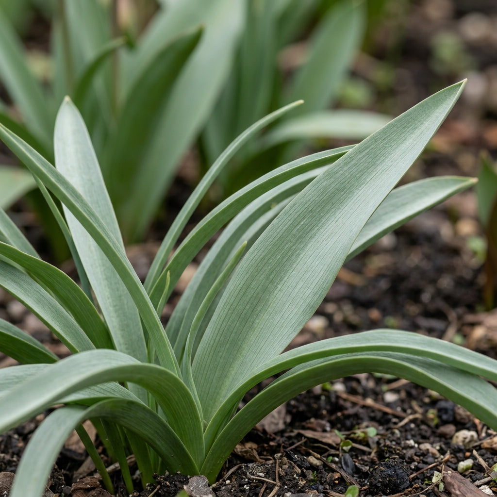 Tulipa Tarda Seeds for Garden Planting