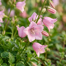 Tussock Bellflower Single Rose Pink Flower Seeds