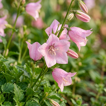 Tussock Bellflower Single Rose Pink Flower Seeds