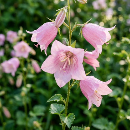 Tussock Bellflower Single Rose Pink Flower Seeds