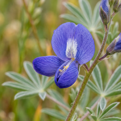 Wild Blue Lupine Seeds (Lupinus perennis) – Perennial Wildflower Seeds for Garden & Pollinators