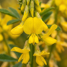 Yellow Sweet Clover Seeds Melilotus officinalis Flowering Clover Seeds