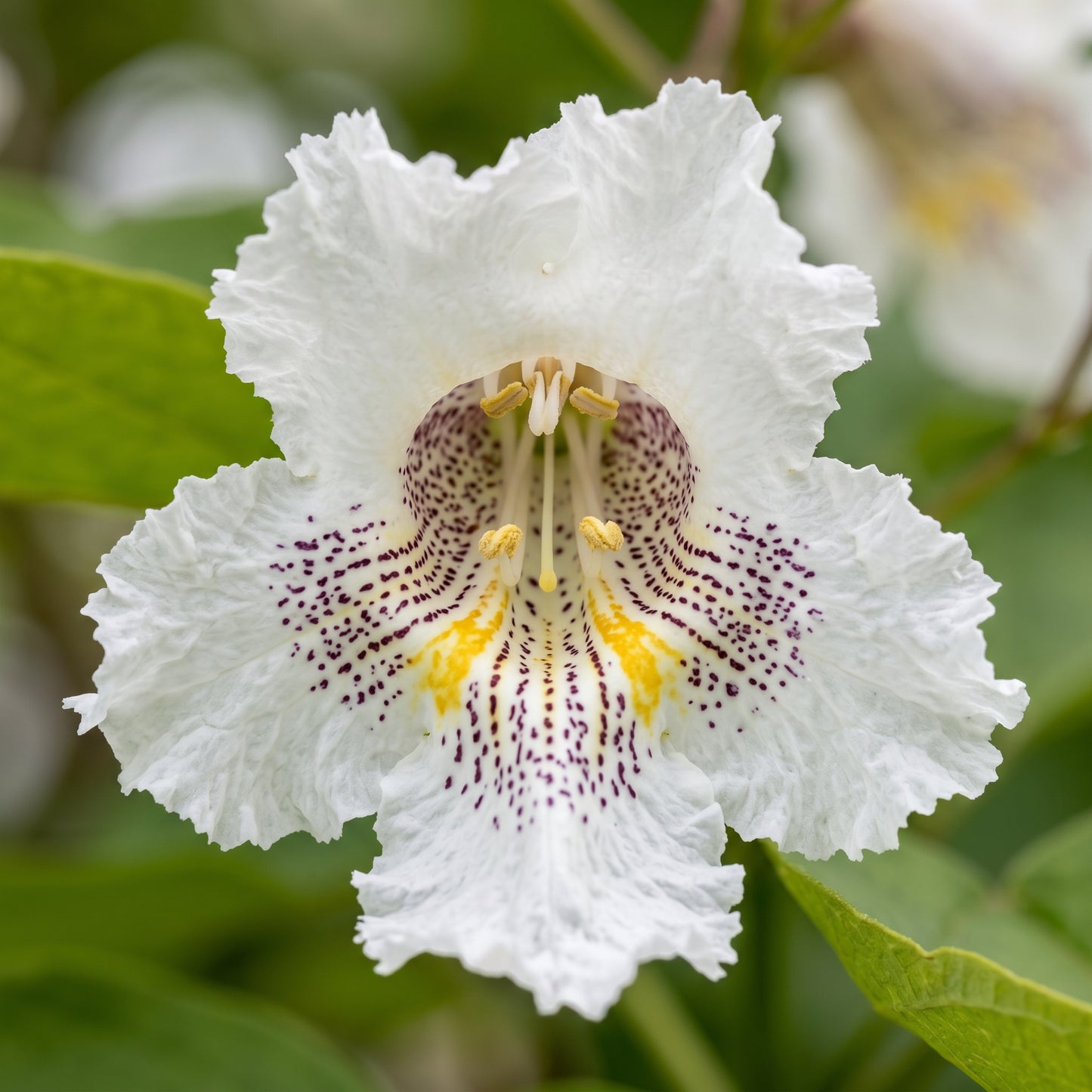 Catalpa Tree Seeds (Catalpa speciosa) Flowering Deciduous Tree