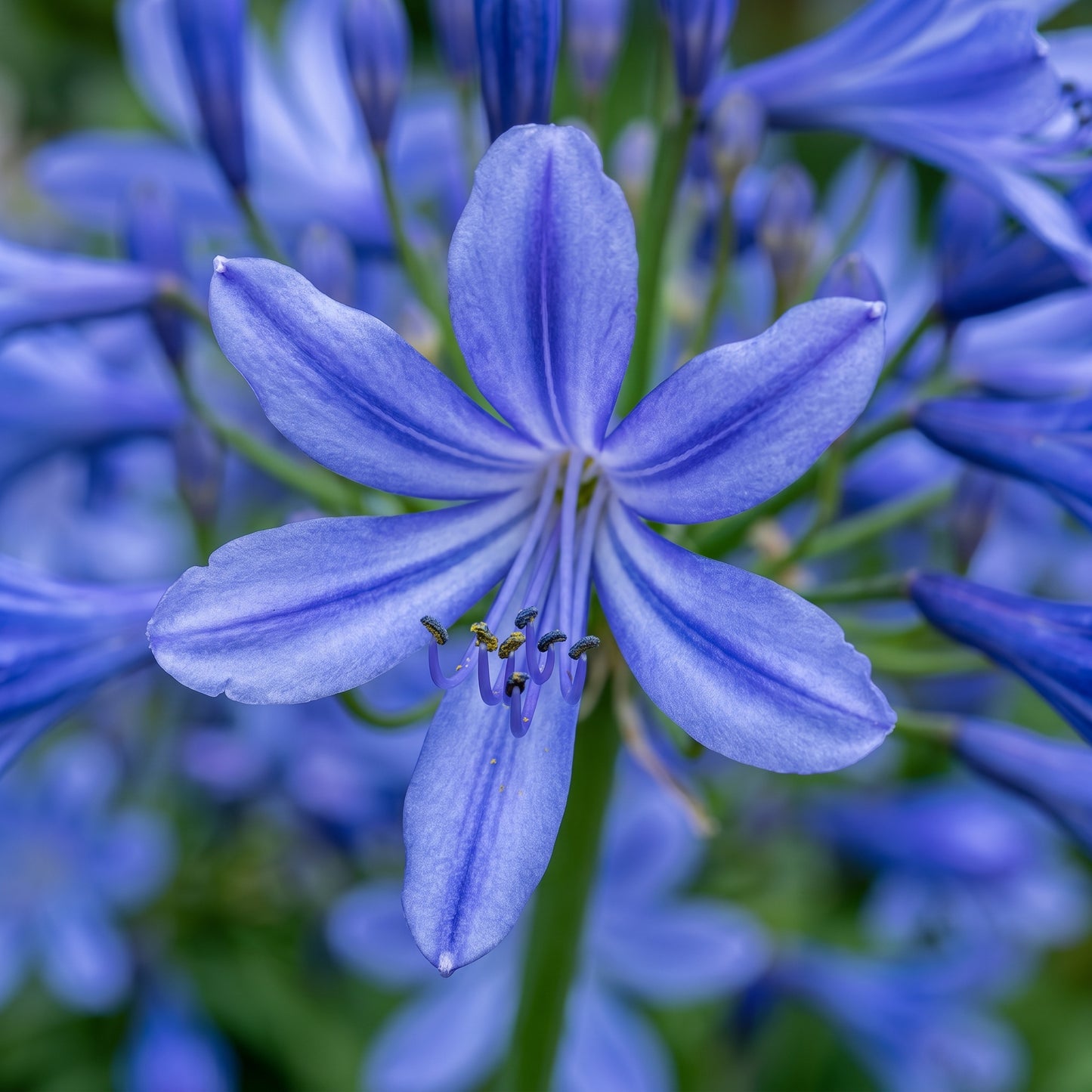 Lily of the Nile Seeds (Agapanthus Blue) – Perennial Flower Seeds