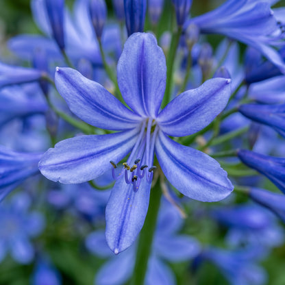 Lily of the Nile Seeds (Agapanthus Blue) – Perennial Flower Seeds