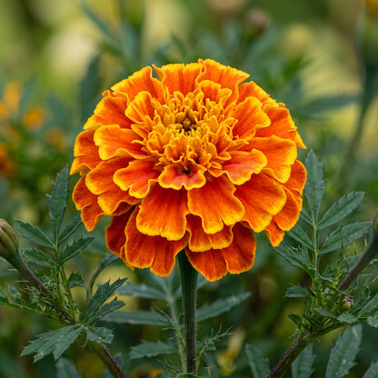 Petite Marigold Seeds Tagetes patula Mixed Dwarf Flower Seeds