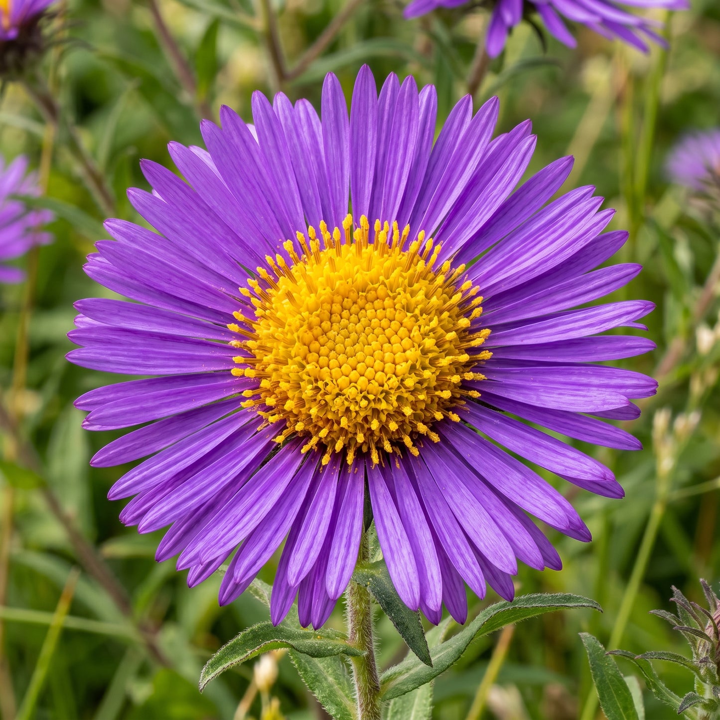 New England Aster Seeds (Aster novae-angliae) – Purple Flower Seeds