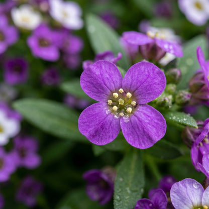 Sweet Alyssum Seeds (Lobularia maritima) – Royal Carpet Purple Ground Cover Flowers