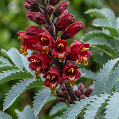 Melianthus major Seeds – Evergreen Garden Shrub Seeds
