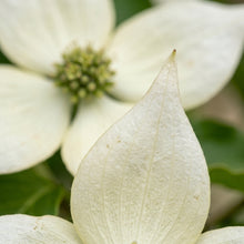 Kousa Dogwood Seeds – Cornus kousa Flowering Tree Seeds