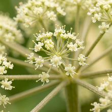 Angelica Seeds – Angelica archangelica Herb Garden Seeds