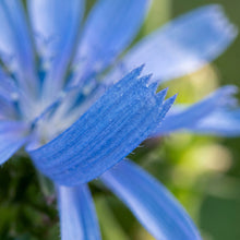 Chicory Seeds – Cichorium intybus Blue Flower Garden Seeds