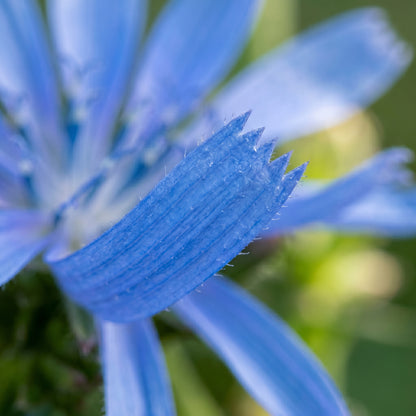 Chicory Seeds – Cichorium intybus Blue Flower Garden Seeds