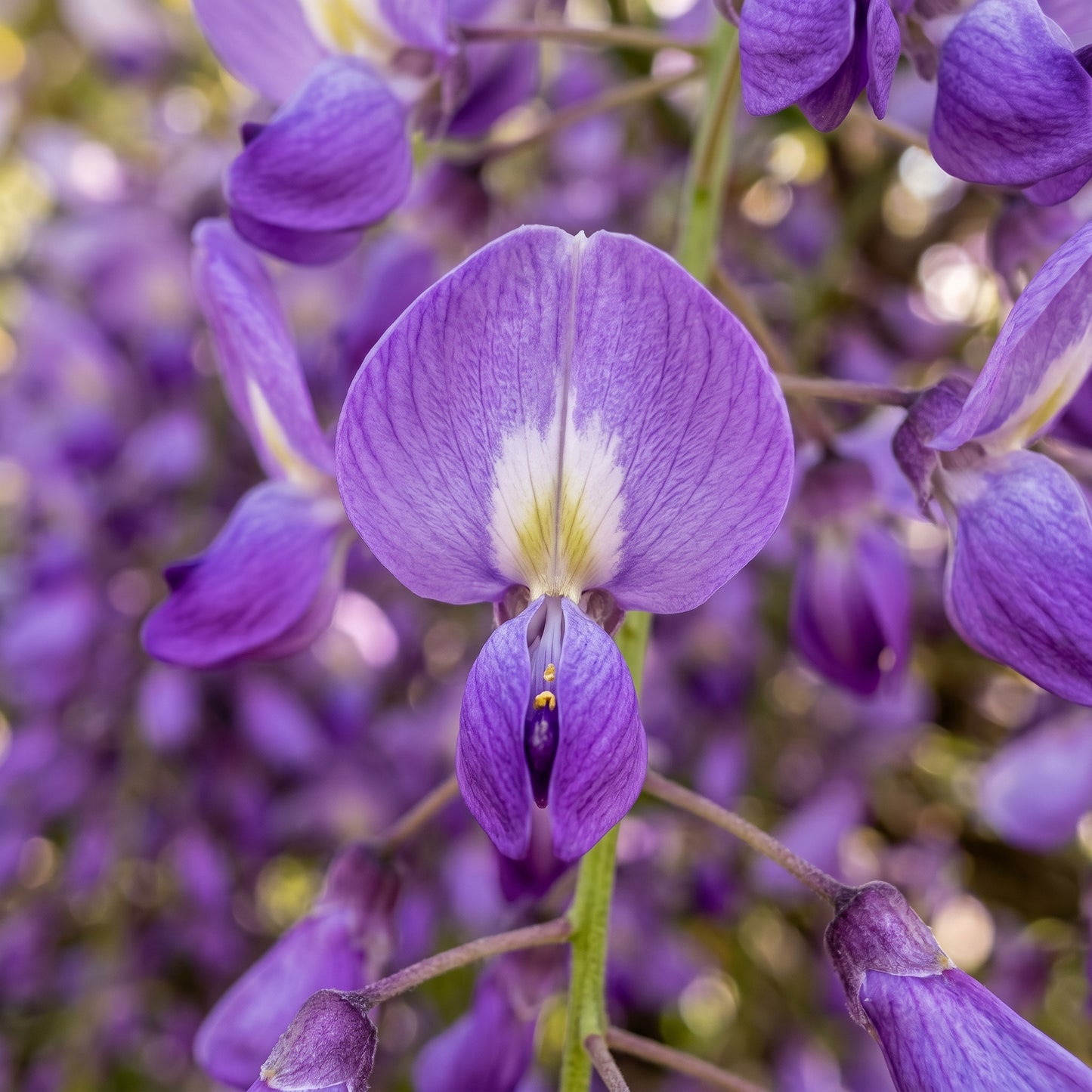 Wisteria Seeds – Purple Climbing Vine Seeds