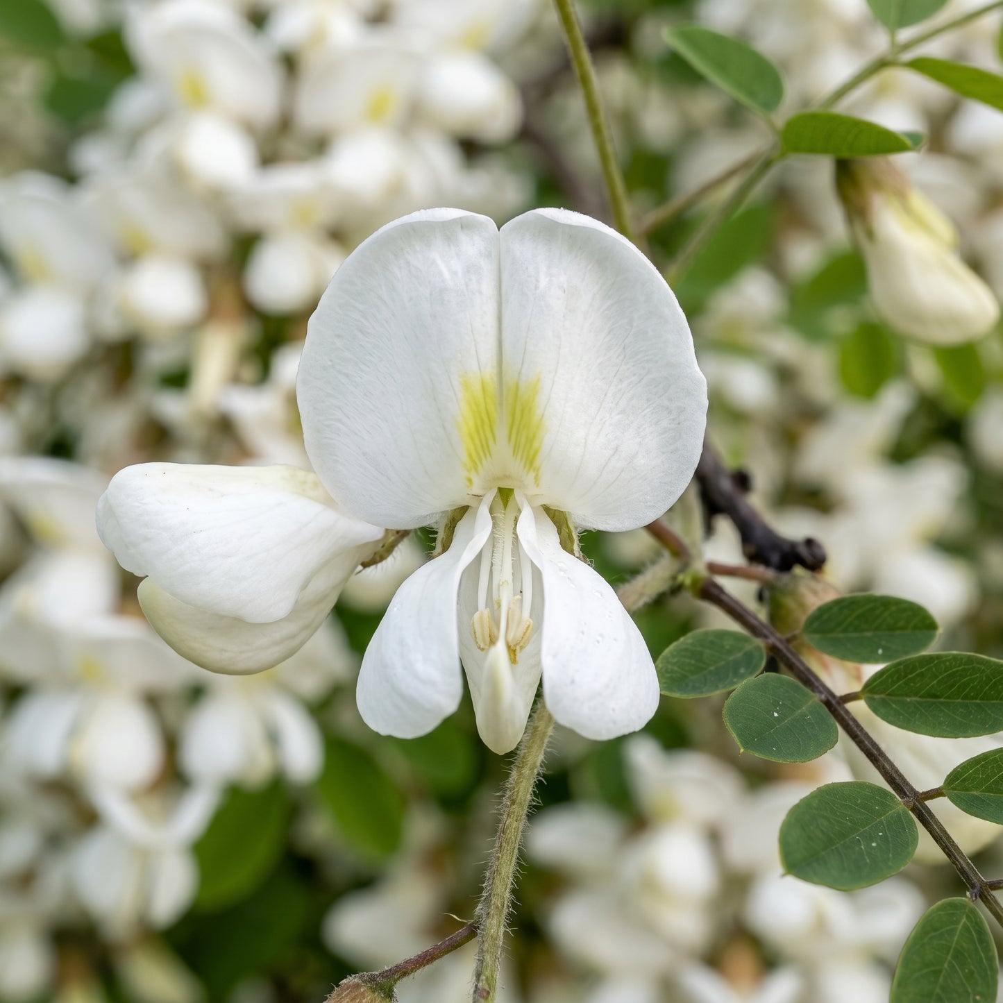 Black Locust Seeds – Tree Plant Seeds