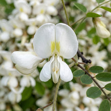 Black Locust Seeds – Tree Plant Seeds