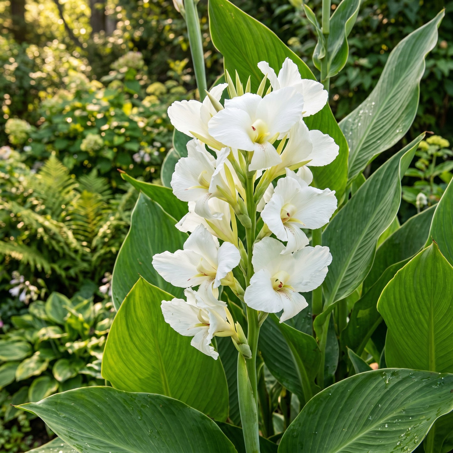 White Canna Lily Seeds – Perennial Flower Garden Seeds