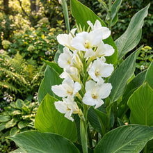 White Canna Lily Seeds – Perennial Flower Garden Seeds