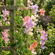 Sweet Pea Seeds – Colorful Flowering Vine Seeds