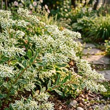 Euphorbia Seeds – Green White Flower Garden Seeds