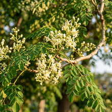 Moringa Seeds – Garden Tree Plant Seeds