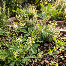 Fenugreek Seeds – Herb Garden Plant Seeds
