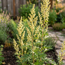Mugwort Seeds – Herb Garden Plant Seeds