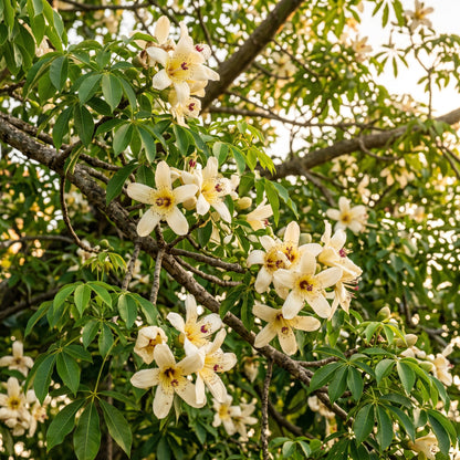 Green Kapok Tree Seeds (Ceiba pentandra) – Tropical Shade Tree Plant Seeds