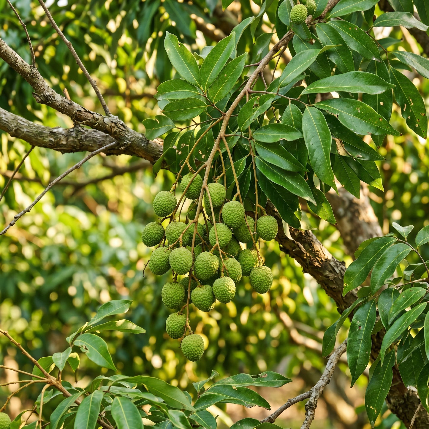 Lychee Seeds – Fruit Tree Seeds