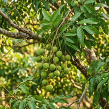 Lychee Seeds – Fruit Tree Seeds