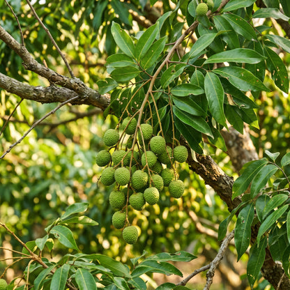 Lychee Seeds – Fruit Tree Seeds