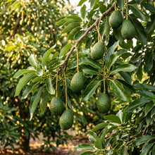 Avocado Seeds – Fruit Plant Seeds