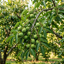 American Persimmon Seeds