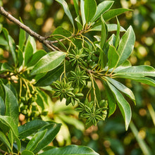 Star Anise Seeds