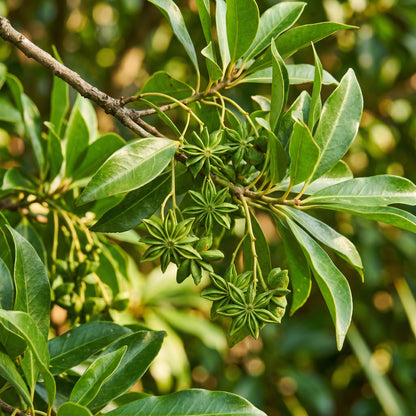 Star Anise Seeds